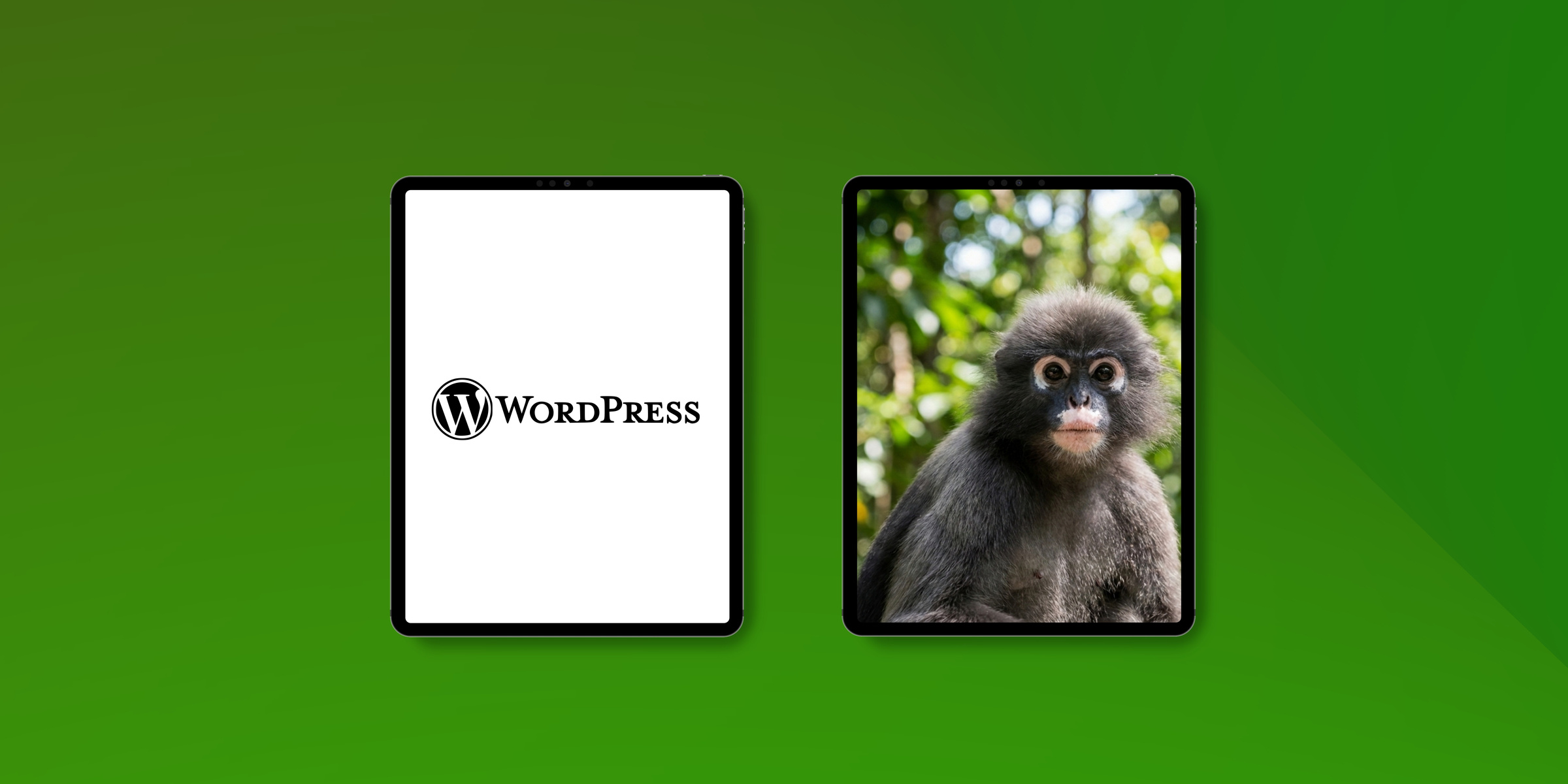 WordPress Agentur Entwicklung