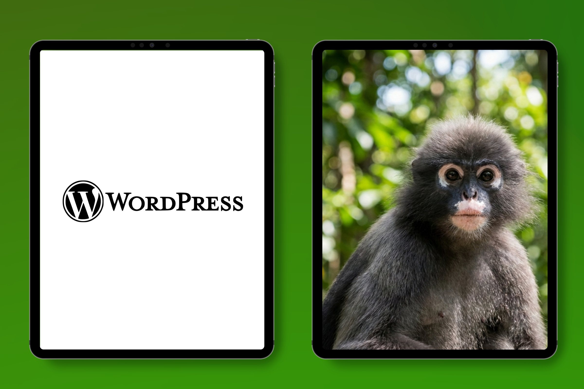 WordPress Entwicklung